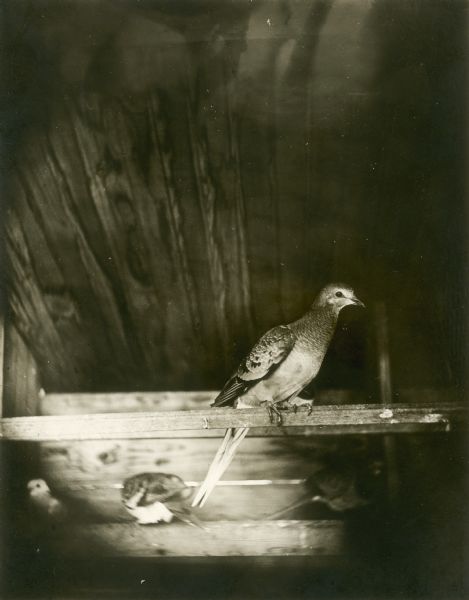 View of a young passenger pigeon, a species of pigeon now extinct, with others visible below. Part of a group of pigeons that lived in captivity in the aviary of Professor C.O. Whitman, professor of Zoology at the University of Chicago.