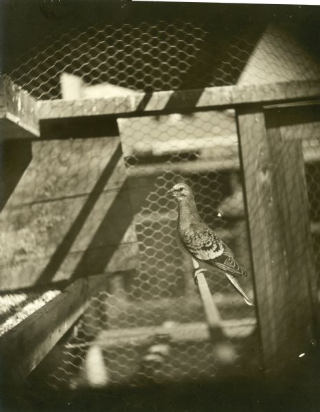 Profile view of a passenger pigeon, a species of pigeon now extinct, in a cage. Part of a group of pigeons that lived in captivity in the aviary of Professor C.O. Whitman, professor of Zoology at the University of Chicago.