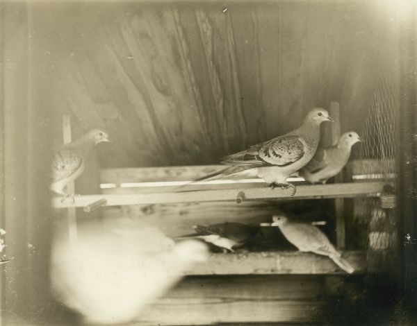Profile view of several passenger pigeons, a species of pigeon now extinct. Part of a group of pigeons that lived in captivity in the aviary of Professor C.O. Whitman, professor of Zoology at the University of Chicago.
