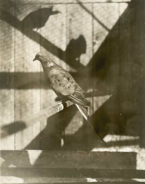 Side view of a passenger pigeon, a species of pigeon now extinct. Part of a group of pigeons that lived in captivity in the aviary of Professor C.O. Whitman, professor of Zoology at the University of Chicago.
