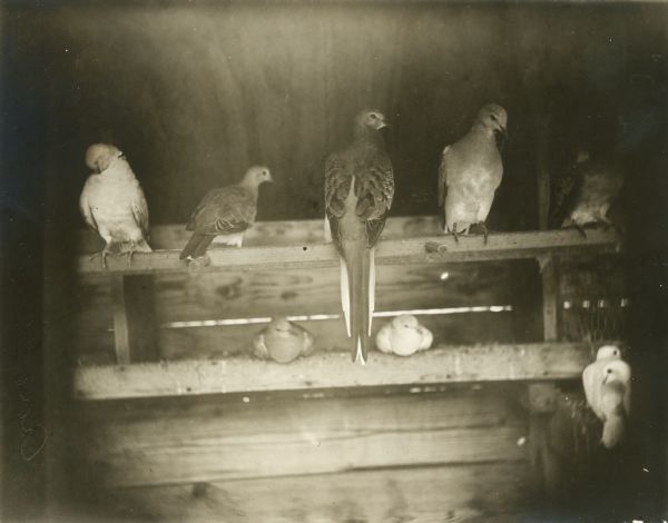Group view of several passenger pigeons (possibly other types of pigeon also?), a species of pigeon now extinct. Part of a group of pigeons that lived in captivity in the aviary of Professor C.O. Whitman, professor of Zoology at the University of Chicago.