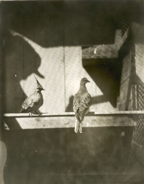 Two passenger pigeons (left bird possibly a different species). The passenger pigeon is now extinct. Part of a group of pigeons that lived in captivity in the aviary of Professor C.O. Whitman, professor of Zoology at the University of Chicago.