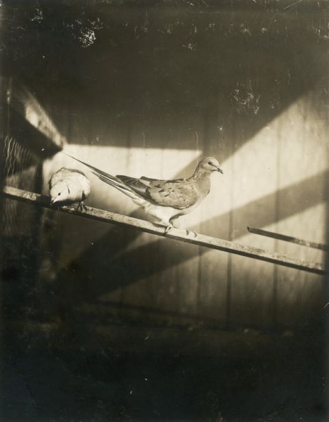 A passenger pigeon (center) and a ring dove (left) on a downward sloping perch. The passenger pigeon is now extinct. Part of a group of pigeons that lived in captivity in the aviary of Professor C.O. Whitman, professor of Zoology at the University of Chicago.