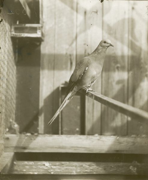 A passenger pigeon on a perch. The passenger pigeon is now extinct. Part of a group of pigeons that lived in captivity in the aviary of Professor C.O. Whitman, professor of Zoology at the University of Chicago.