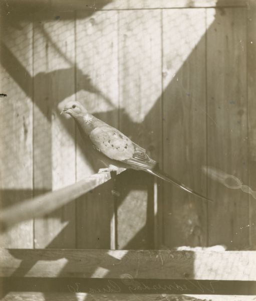 Profile view of a passenger pigeon, a species of pigeon now extinct. This bird was part of a group of pigeons that lived in captivity in the aviary of Professor C.O. Whitman, professor of Zoology at the University of Chicago.
