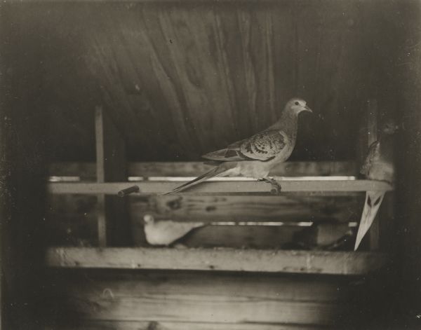 View of a young passenger pigeon with immature plumage. The passenger pigeon is now extinct. A dove is visible in the background. Part of a group of pigeons that lived in captivity in the aviary of Professor C.O. Whitman, professor of Zoology at the University of Chicago.