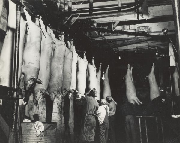 A group of packinghouse workers on the processing line, tending to pigs.