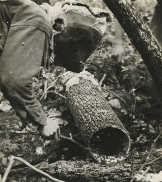 A person with a protective hood over his head poking a log filled with honey bees.