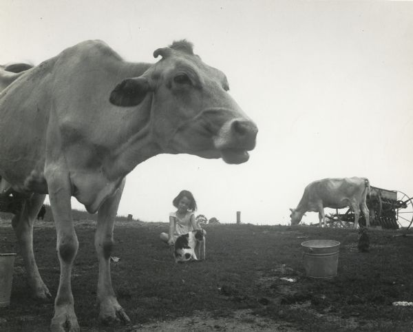 A cow, standing in front of a girl and a cat, with farm equipment and another cow in the background.