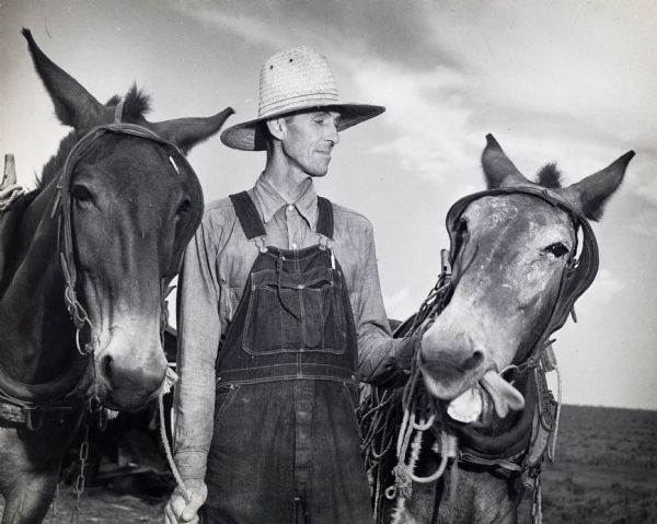 A man with two mules, one of whom is sticking its tongue out.
