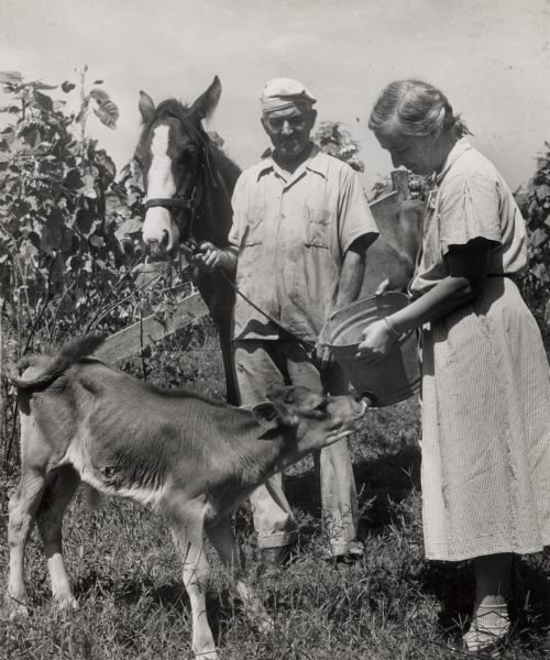 A farming man and woman holding a horse and feeding milk to a baby cow.