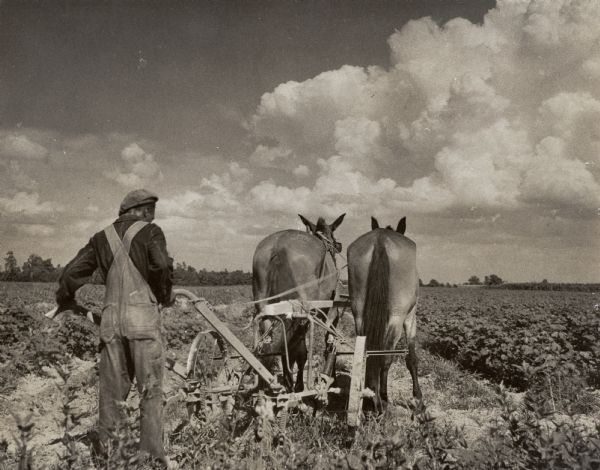 Man with two horses plowing a field.
