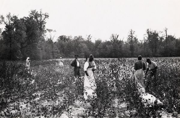 African American workers picking cotton in a cotton field.  Possibly in Mississippi.