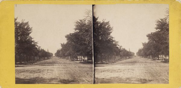 Stereograph; looking down a wide, tree-lined dirt road.  A fence is visible behind the tree line on the right.