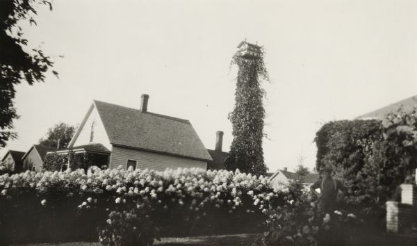 Man standing near Purple Martin birdhouse on a tall post, near a border of flowering bushes. There are houses in the background.