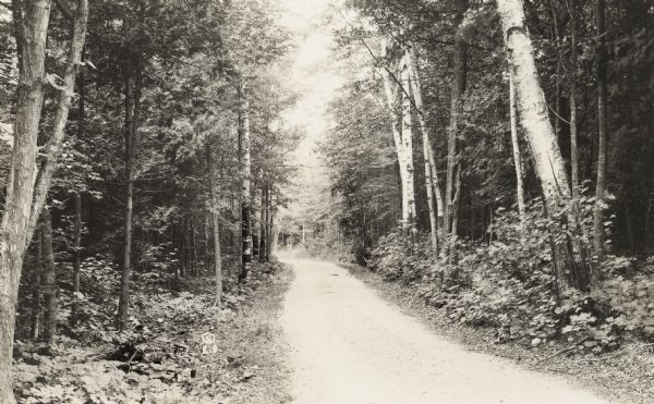 Dirt road running through the woods.