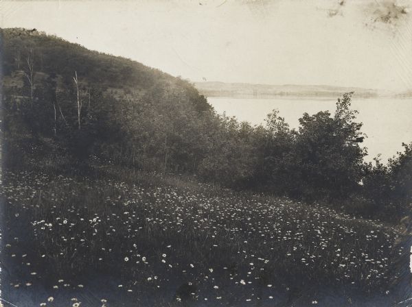 View down hill with flowers and trees in "the daisy field" on the Lake Mendota shoreline between Raymer’s Cove and Wally Bauman Woods in the current Lakeshore Nature Preserve. The high ground on the left is Eagle Heights, and the shoreline in the distance is Middleton.

