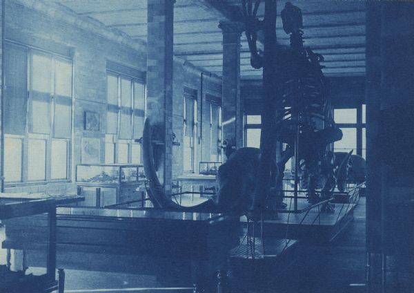 Cyanotype print of the interior of the Geology Museum in Science Hall on the University of Wisconsin-Madison campus. View towards corner of a room with windows and a tall ceiling. Dinosaur skeletons and several display cases are in the foreground.
