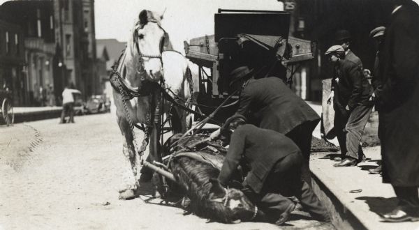 A horse in a harness is lying on its side in the street, while the other horse is standing in the harness on the left. The carriage or cart they are pulling is in the background. A group of men are gathered on the sidewalk. Two men are leaning over the fallen animal.