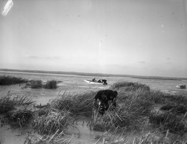 At Big Muskegan Wind. In a marsh part of a lake, a man in waders is bent over among the reeds. In the background are three people in a boat, with one person climbing onto the back end of the boat. A large chunk of ice and snow is in the water on the right.