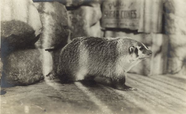 A badger on display at the Henry Vilas Zoo (Vilas Park Zoo), opened in 1911.