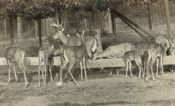 White-tailed deer feeding at a trough in their enclosure at the Henry Vilas Zoo (Vilas Park Zoo), opened in 1911.