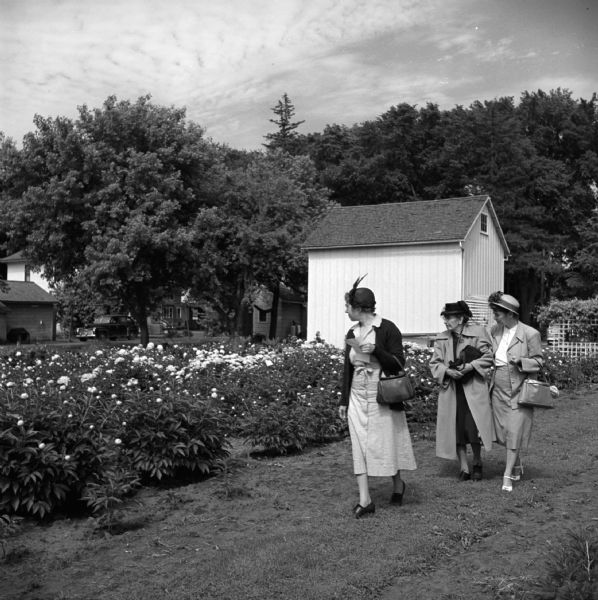 Three well-dressed women are walking past a peony farm.