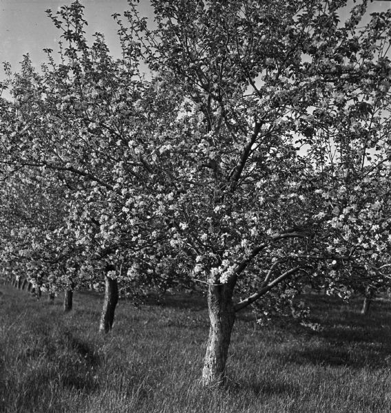 A row of blossoming apple trees in the Wisconsin State Horticultural Society orchard.