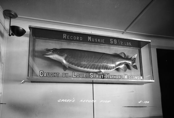 A muskellunge caught by Louie Spray in 1939 on display at the Angler's Bar. The muskellunge weighed fifty-nine and a half pounds and was caught in Grindstone Lake in Sawyer County. Caption on photograph reads, "Spray's Record Fish."