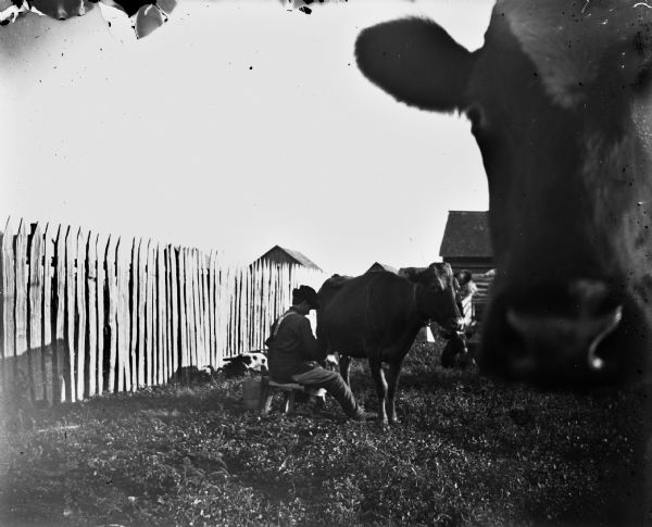 A man sits on a stool and milks a cow outdoors near a fence. Another cow investigates the camera lens in the foreground.