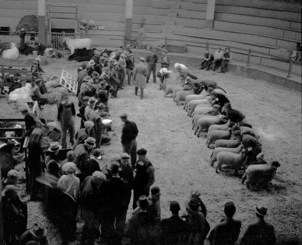Elevated view of lamb judging in the University of Wisconsin-Madison Stock Pavilion.