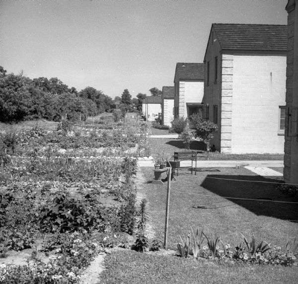 View down row of back of houses. The backyards have gardens, and on the far left is a row of trees.