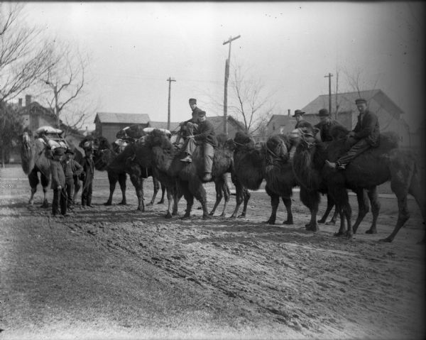 Five men in work clothes pose while riding Bactrian camels; three well-dressed men stand near a Dromedary. The group is on a dirt road with houses and utility poles behind them. The animals were most likely part of the Ringling Brothers Circus, whose winter quarters were at Baraboo.