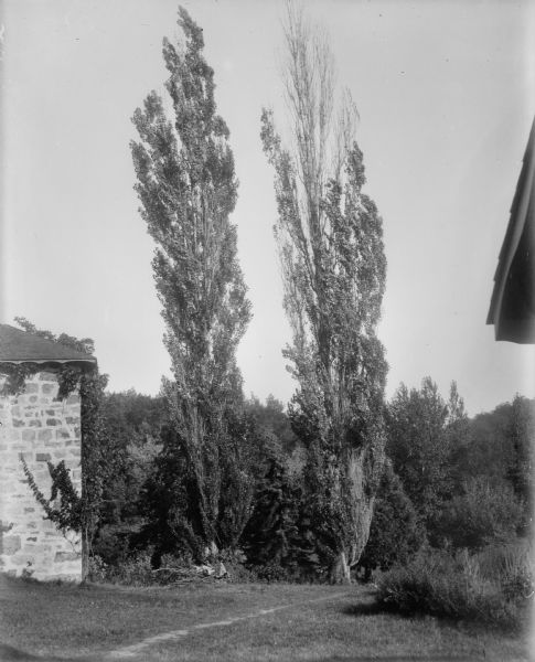View of two Lombardy poplar trees next to a stone building.