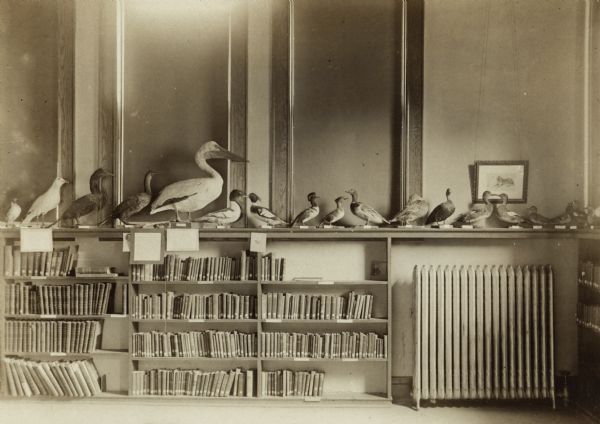 Interior view of the Janesville Public Library. The reverse of the cardboard backing reads: "IV Waterbirds, Ducks, Gulls, Pelican." A second note reads: "Carnegie bldg, 1903, $30,000; J. T. W. Jennings, Madison, Arch." There are many stuffed birds displayed on the bookshelves.