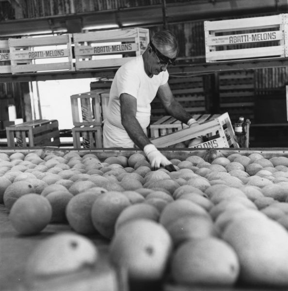 A worker, probably in California, and probably a member of Amalgamated Meatcutters and Butcher Workers union local P78, crating melons for shipment.