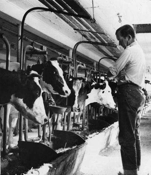 Journalist Edward R. Murrow contemplates his herd of Holstein-Friesian cows on his farm. He sells the milk to a local distributor.