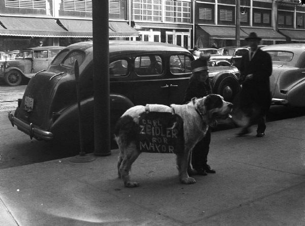 A young girl on a city sidewalk with a St. Bernard that's wearing a sandwich board reading "Carl Zeidler For Mayor."