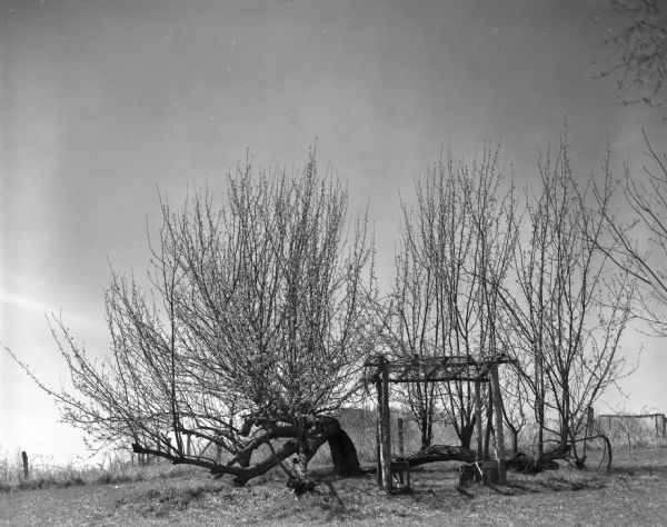 A scenic view of an arbor seat by a fallen, yet still living, apple tree. This image was taken on University of Wisconsin-Madison College of Agriculture professor Robert Hanson's property.