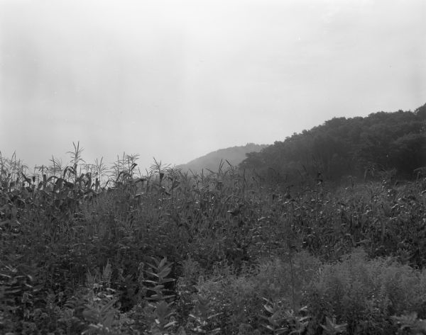 Scenic view of a cornfield and surrounding hills.