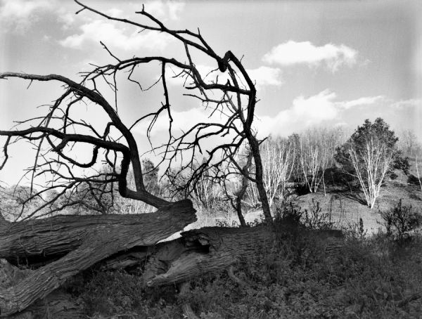 A fallen tree in Trout Creek valley.