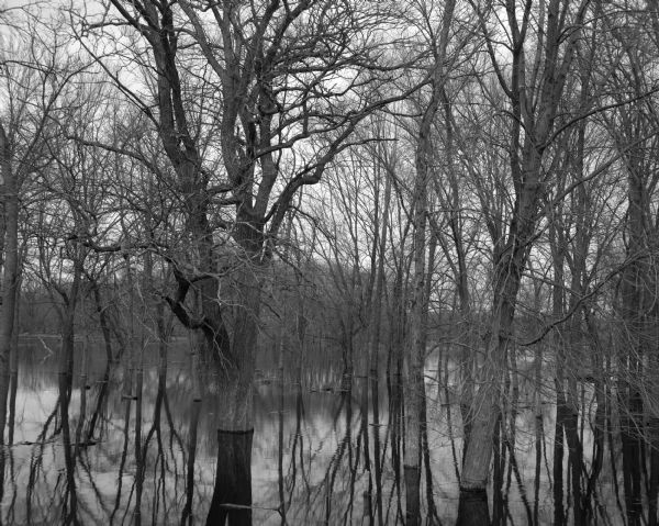 View of a wooded area affected by a Wisconsin River flood.