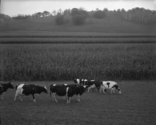 A small herd of Holstein cows graze in a field. Beyond the cows are cornfields, and in the background are trees on a small ridge line.