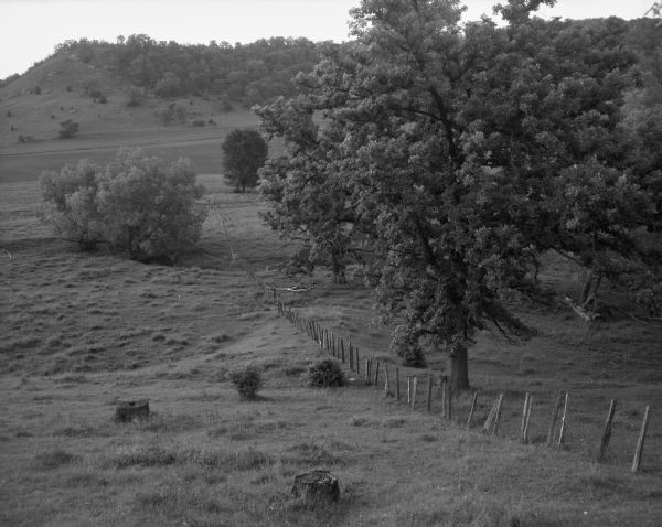 View along a fence line up towards a hill in a pasture valley. There are stumps in the foreground, and a large oak(?) tree is to the right of the fence.