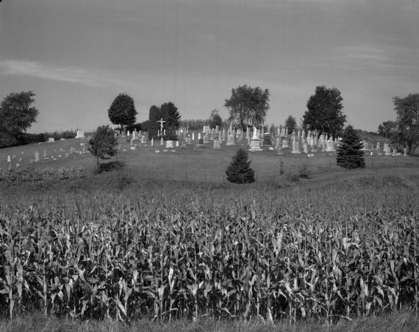 View over cornfield of a cemetery on the side of a hill surrounded by a fence. On the hill behind the cemetery are more cornfields.
