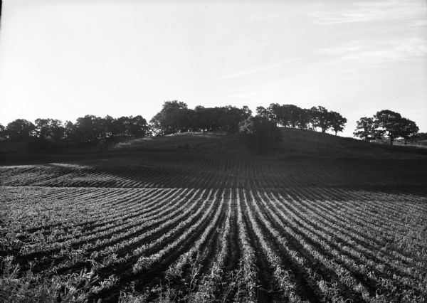 View of a cornfield and wooded ridge at sunrise.