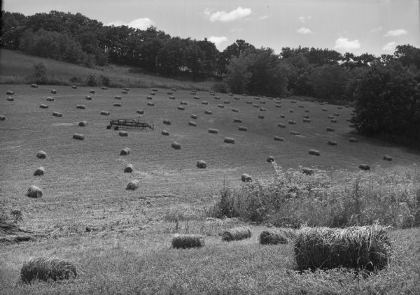 View of a field with bales of hay ready to be harvested.