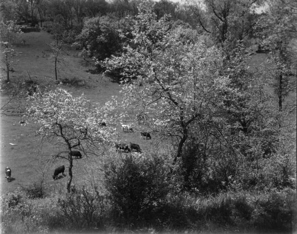 View from hill of cows grazing below in a pasture, as seen through a cluster of trees in bud.