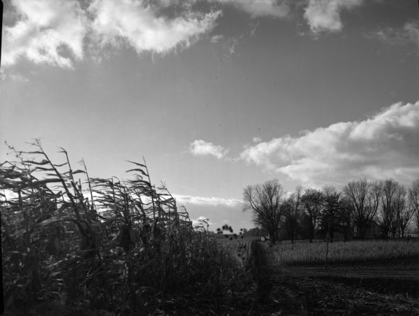 A rural scene of a cornfield blowing in the wind. Beyond trees in the background is a farm.