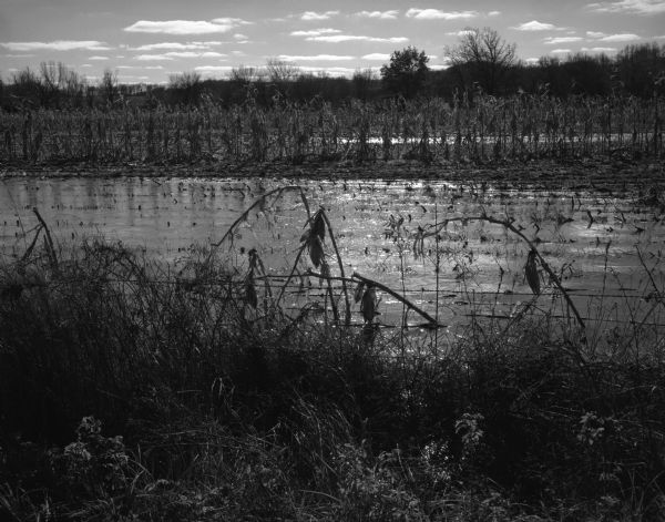 View of a flooded cornfield with wilted stalks in the foreground.